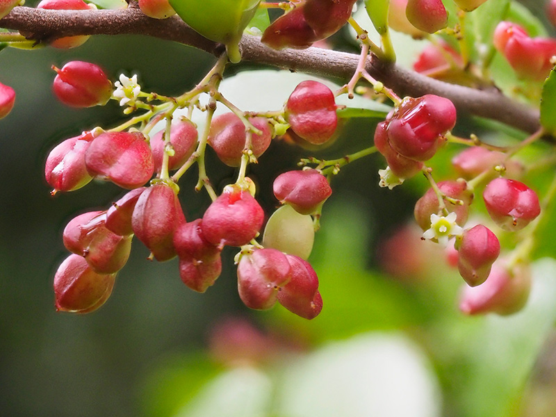 ハリツルマサキ