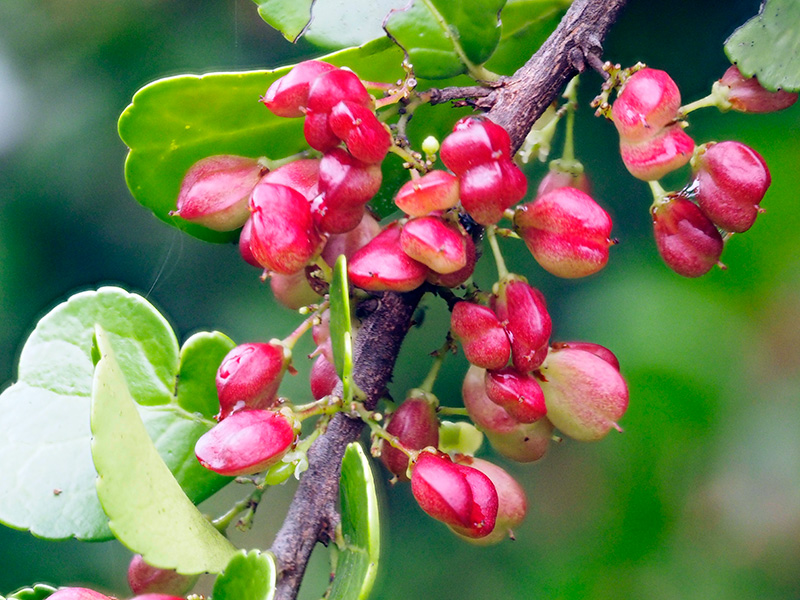 ハリツルマサキ