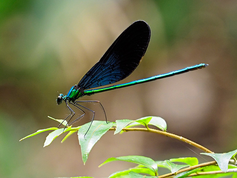 リュウキュウハグロトンボ雄