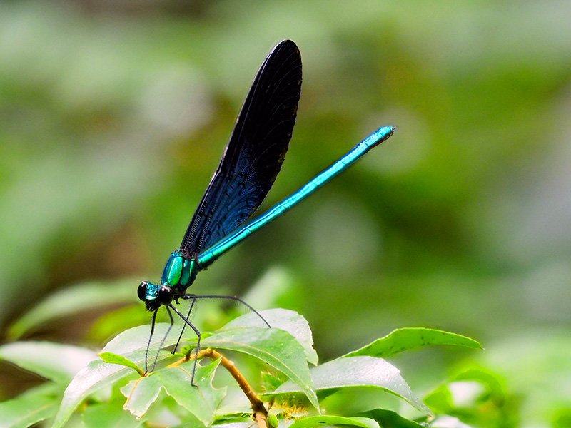 リュウキュウハグロトンボ雄