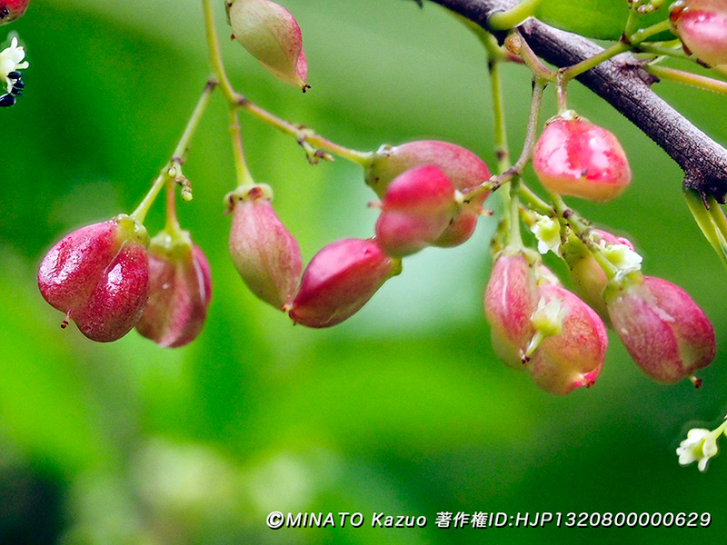 ハリツルマサキ