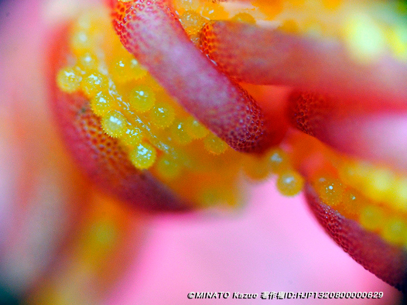 ハイビスカス雄しべ