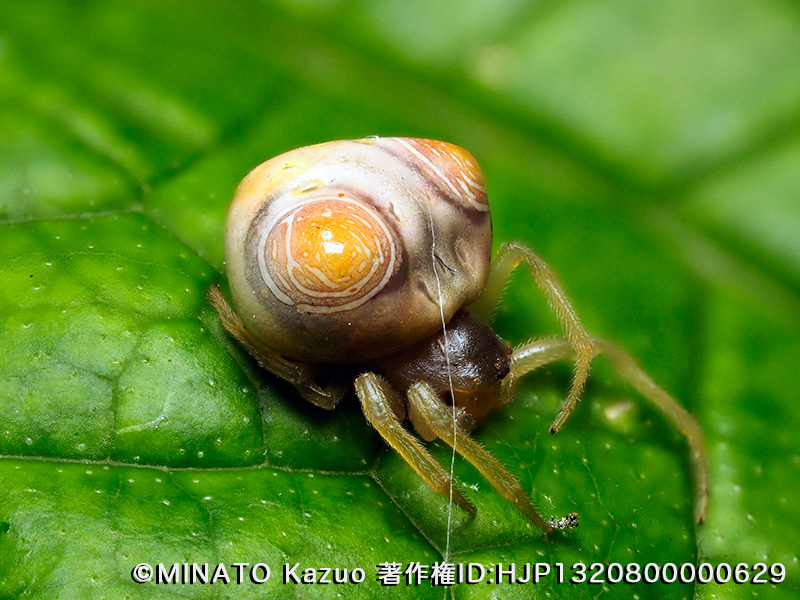 オオトリノフンダマシ