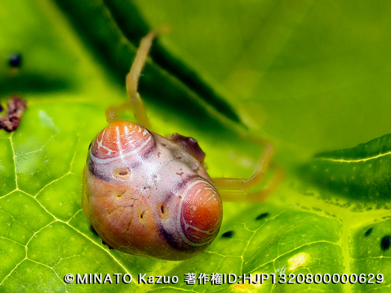 オオトリノフンダマシ