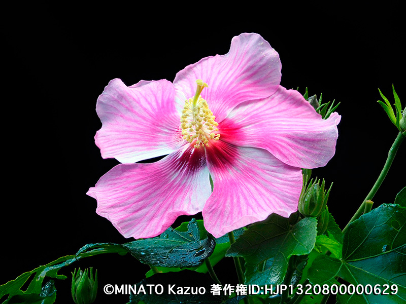 サキシマフヨウ