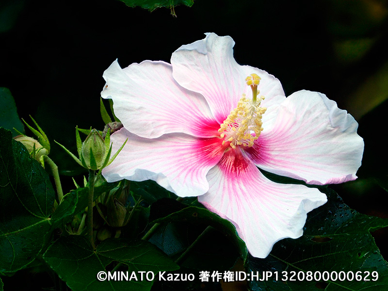 サキシマフヨウ