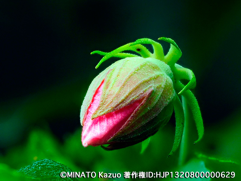 サキシマフヨウ