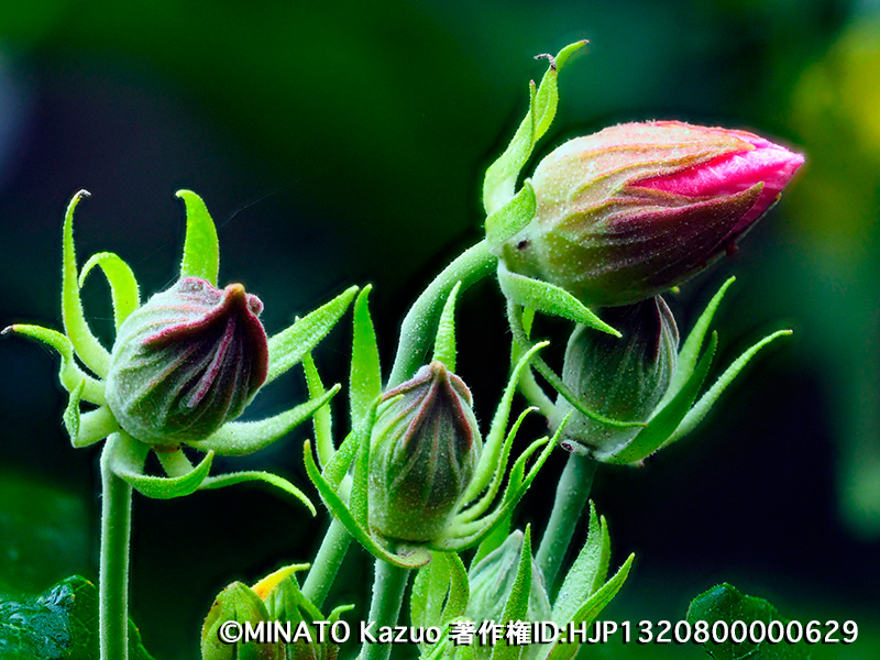 サキシマフヨウ