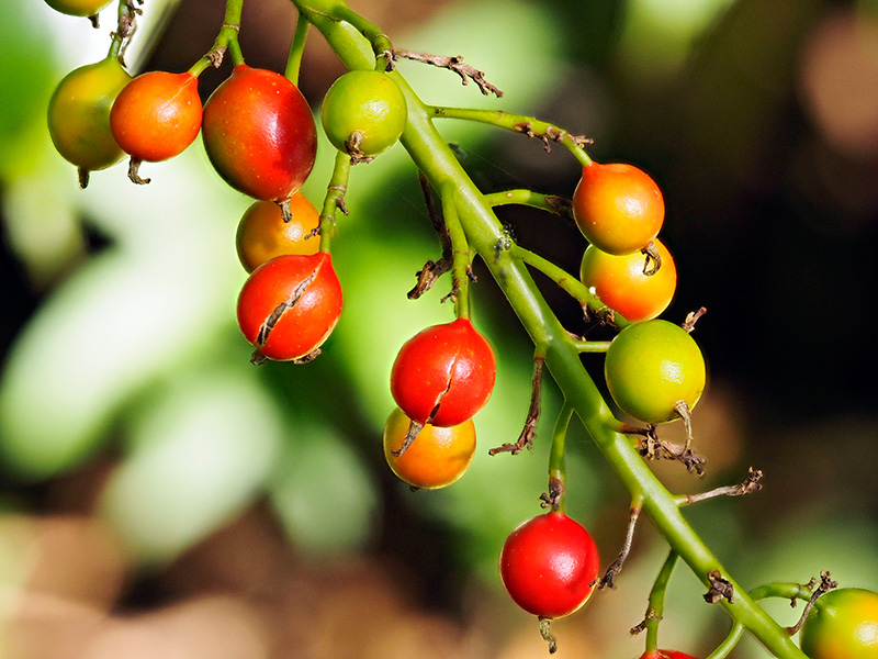 アオノクマタケラン