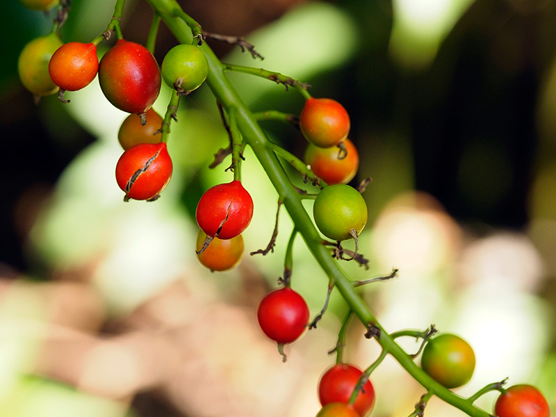 アオノクマタケラン