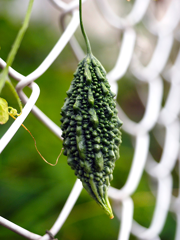 ツルレイシ（ごーやー）