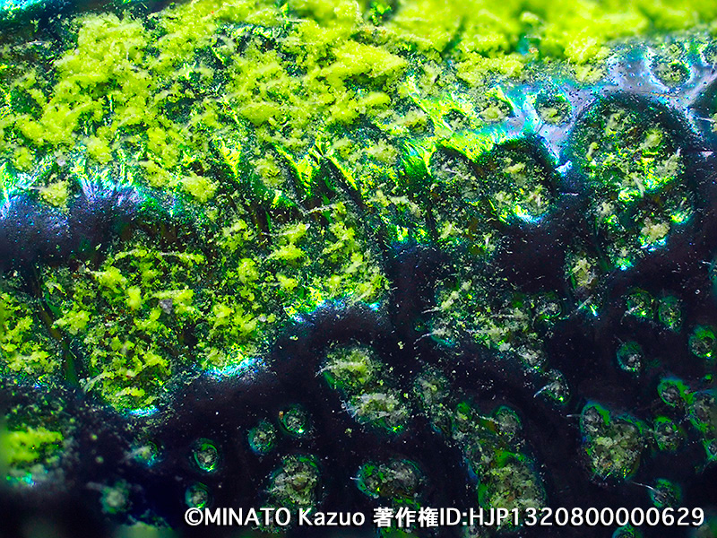 オヤムネスジタマムシ