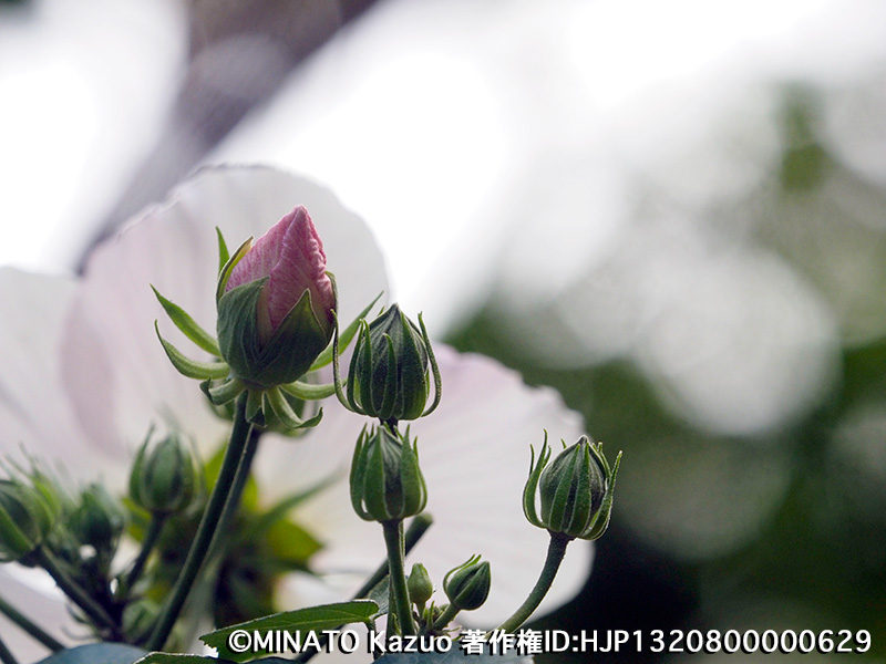 サキシマフヨウ