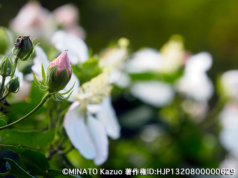 サキシマフヨウ