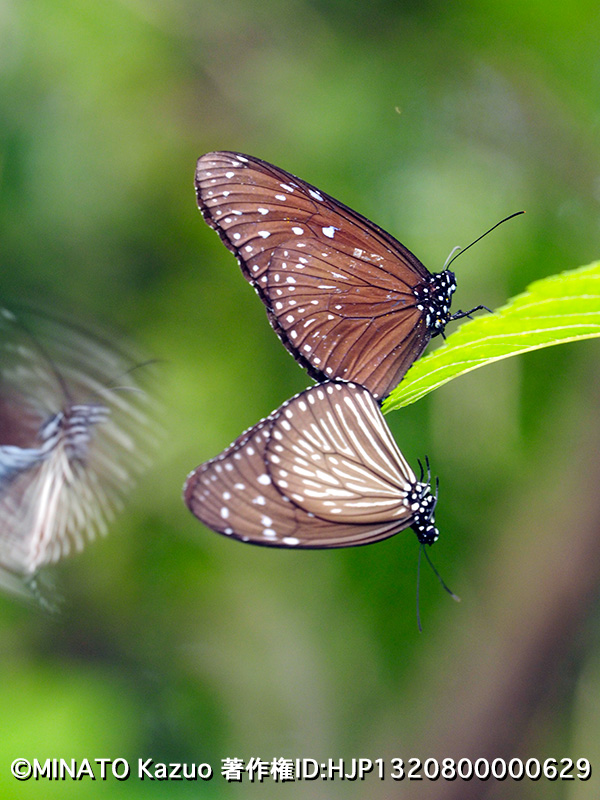 ツマムラサキマダラ・ペア