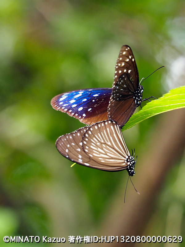 ツマムラサキマダラ・ペア