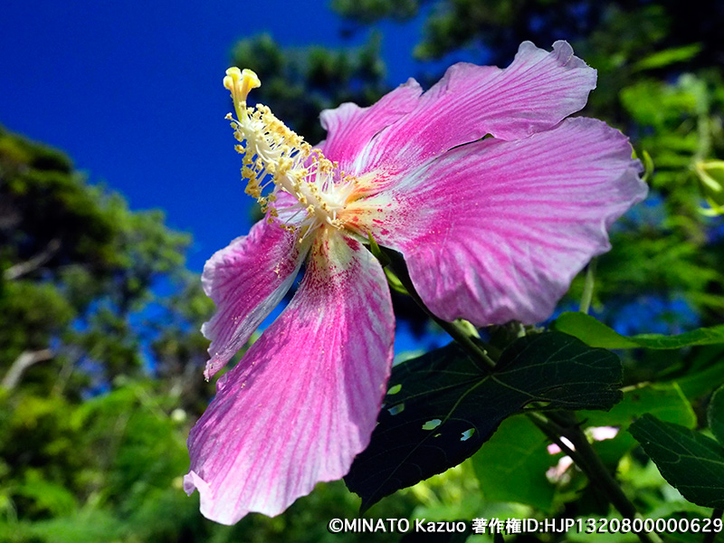 サキシマフヨウ