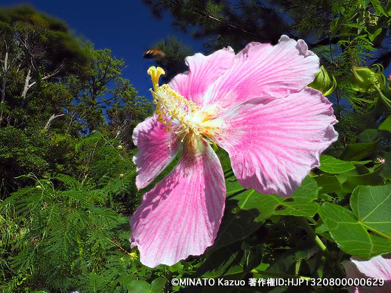 サキシマフヨウ