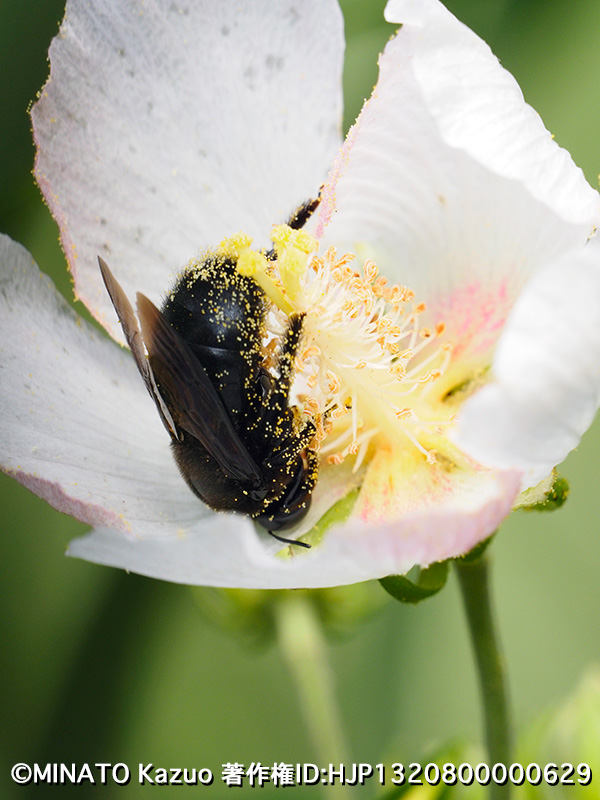 オキナワクマバチ