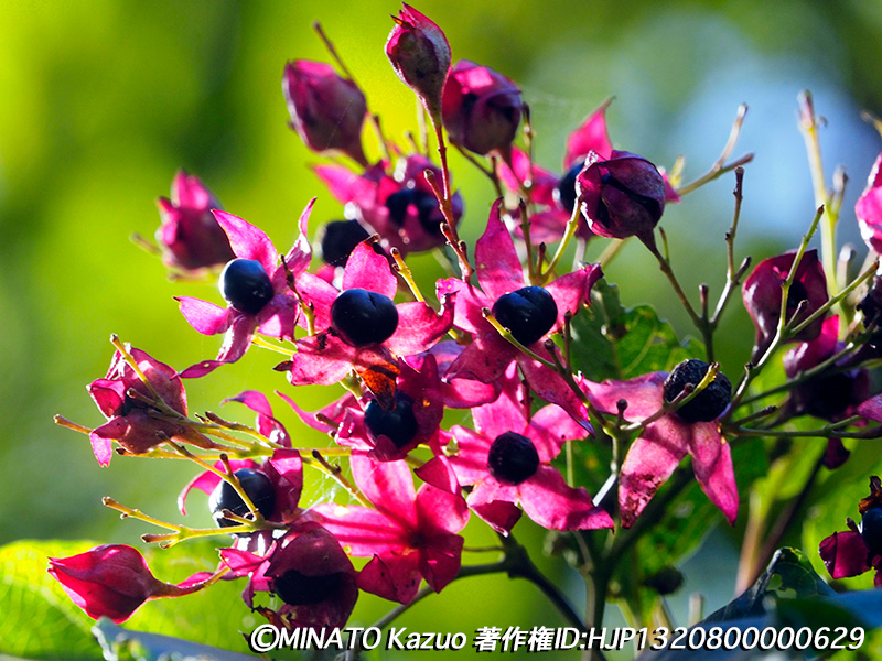 ショウロクサギ