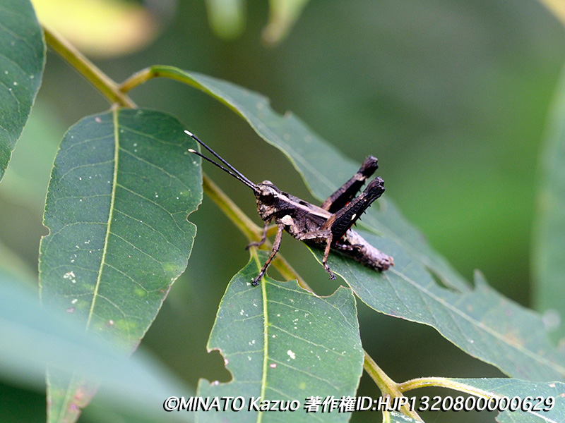オキナワモリバッタ雄