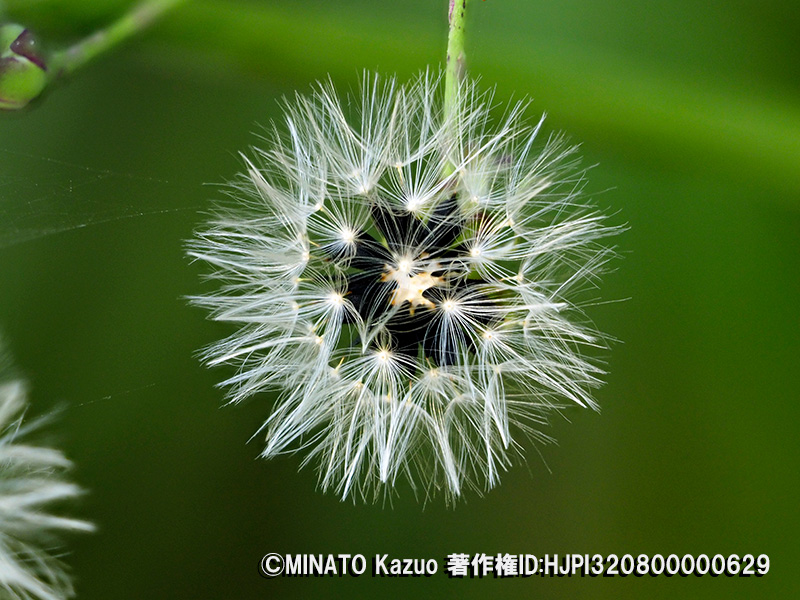 ムラサキムカシヨモギ？