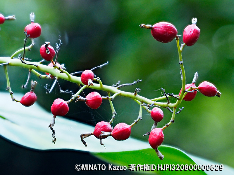 アオノクマタケラン