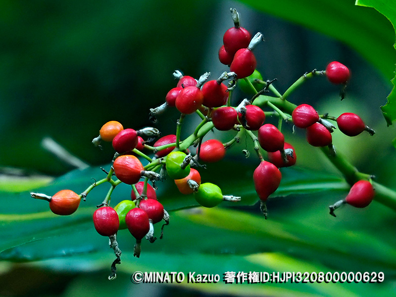 アオノクマタケラン