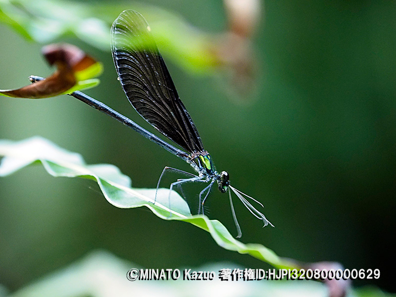リュウキュウハグロトンボ雌