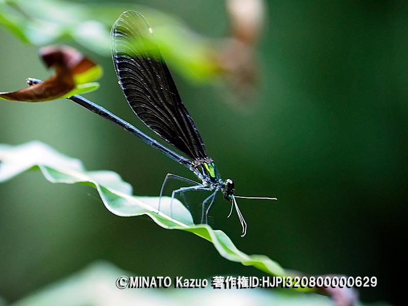 リュウキュウハグロトンボ
