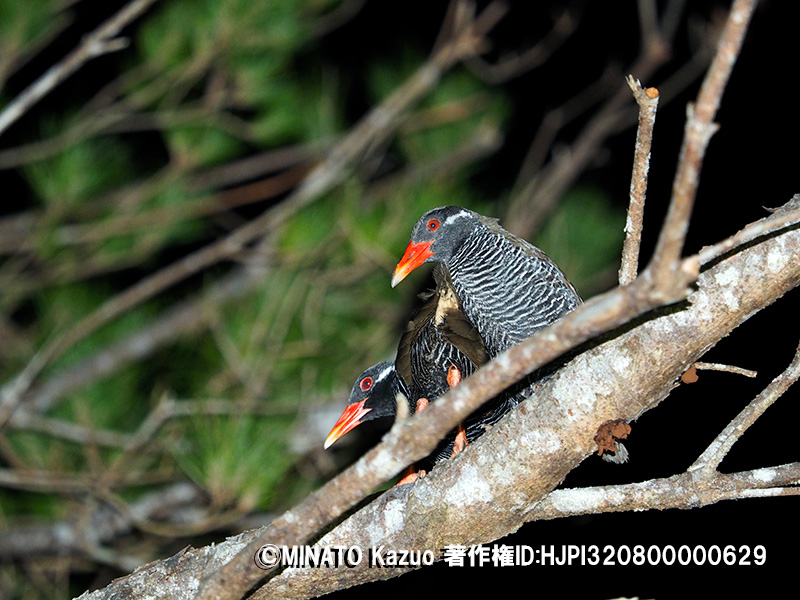 ヤンバルクイナ