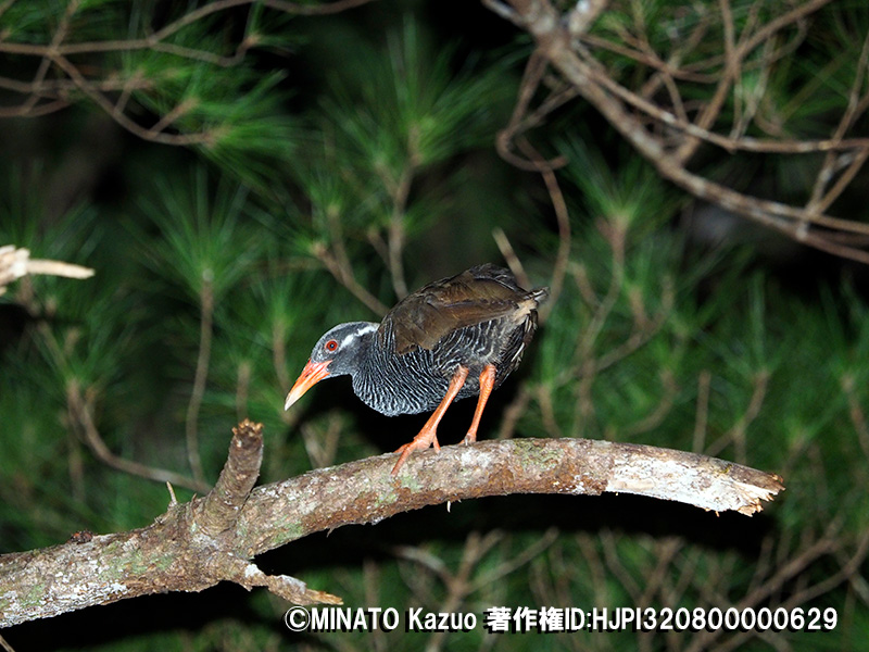 ヤンバルクイナ