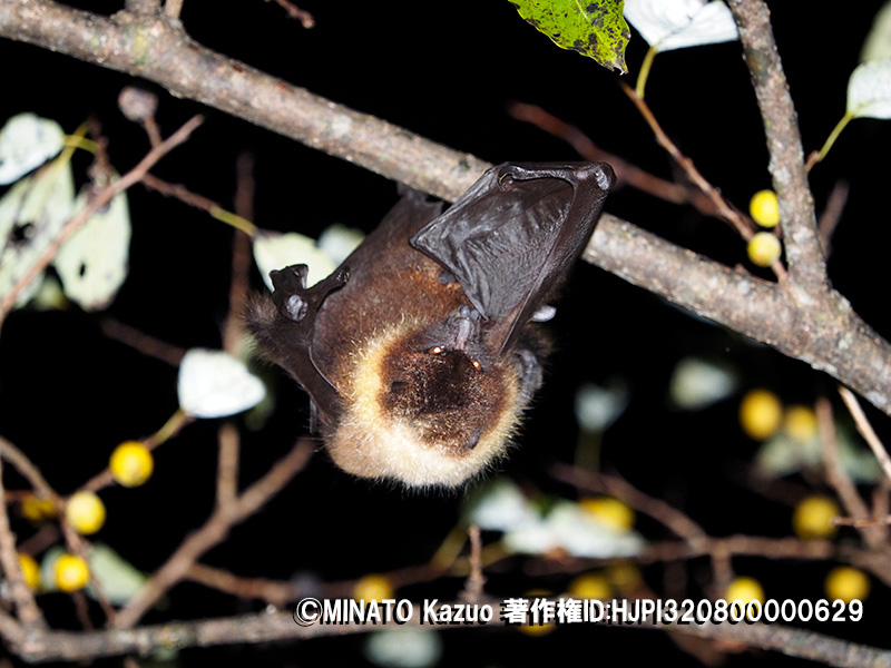 オリイオオコウモリ
