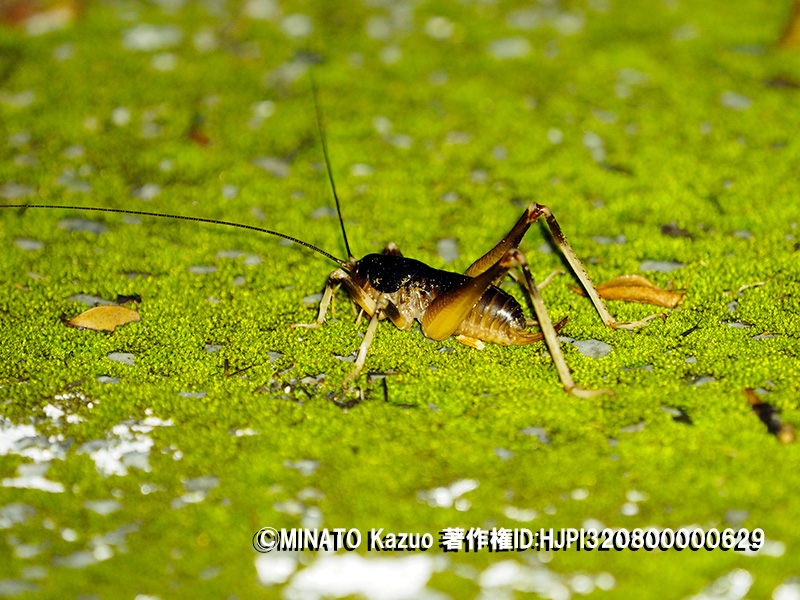 ヤンバルクロギリス