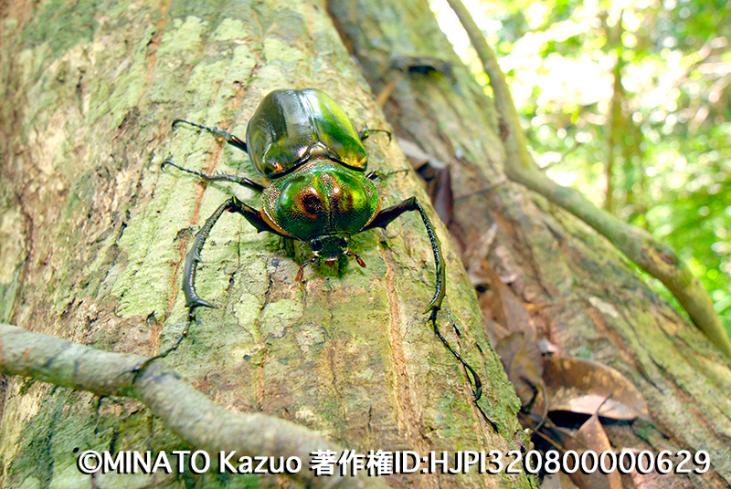 ヤンバルテナガコガネ