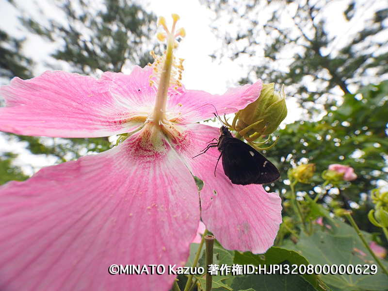 サキシマフヨウ