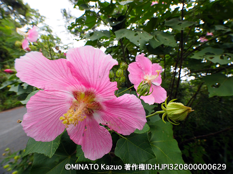 サキシマフヨウ