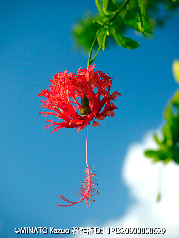 フウリンブッソウゲ