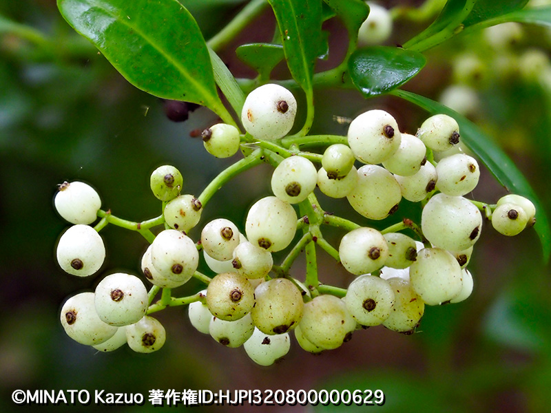 シラタマカズラ