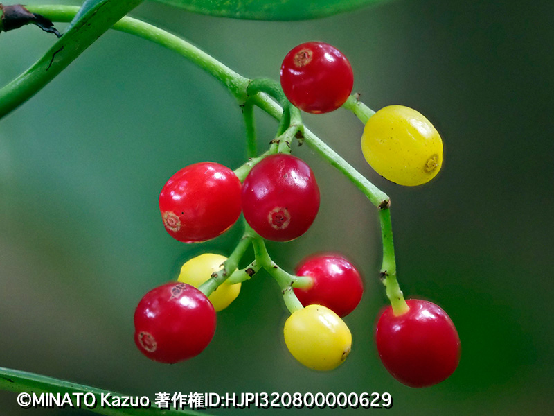 ナガミボチョウジ