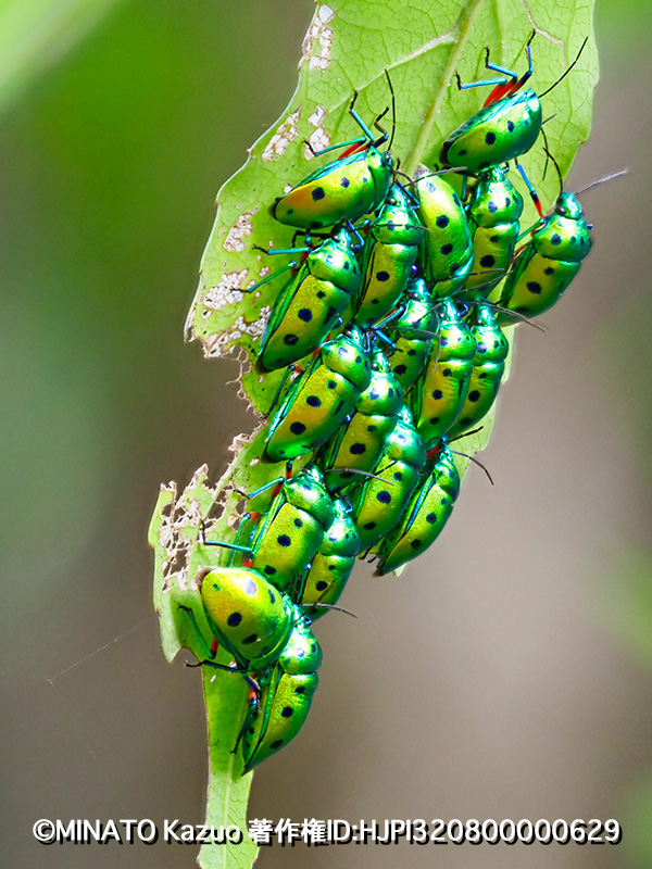 ナナホシキンカメムシ越冬集団
