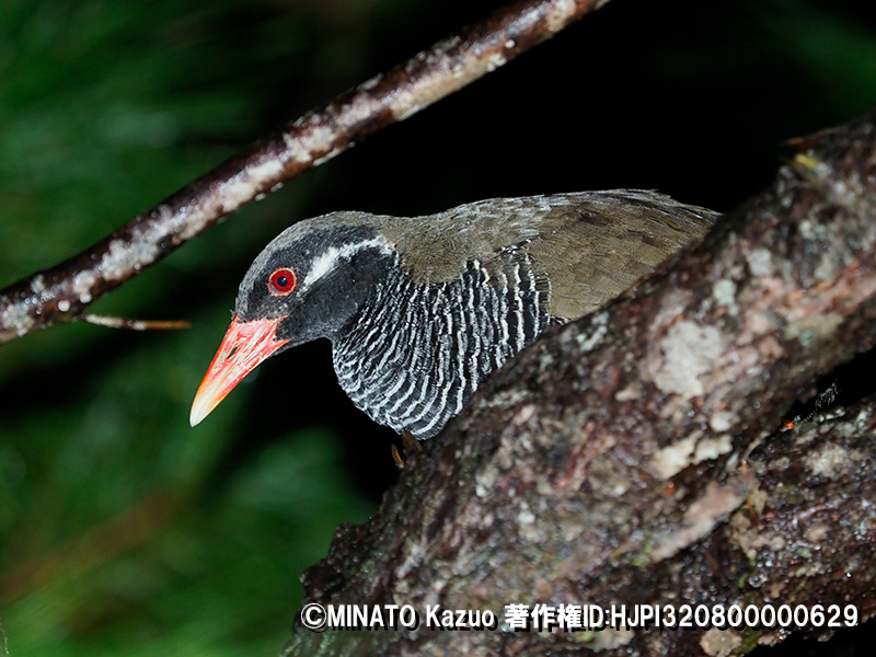 ヤンバルクイナ