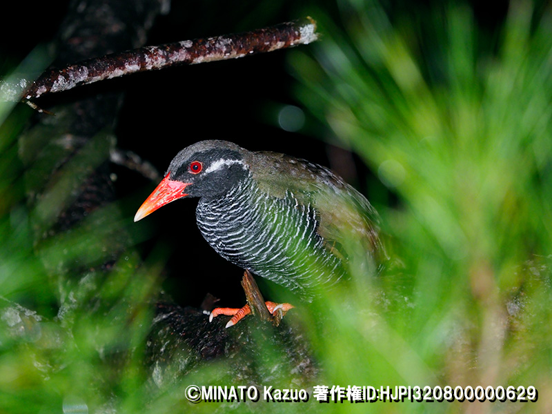 ヤンバルクイナ