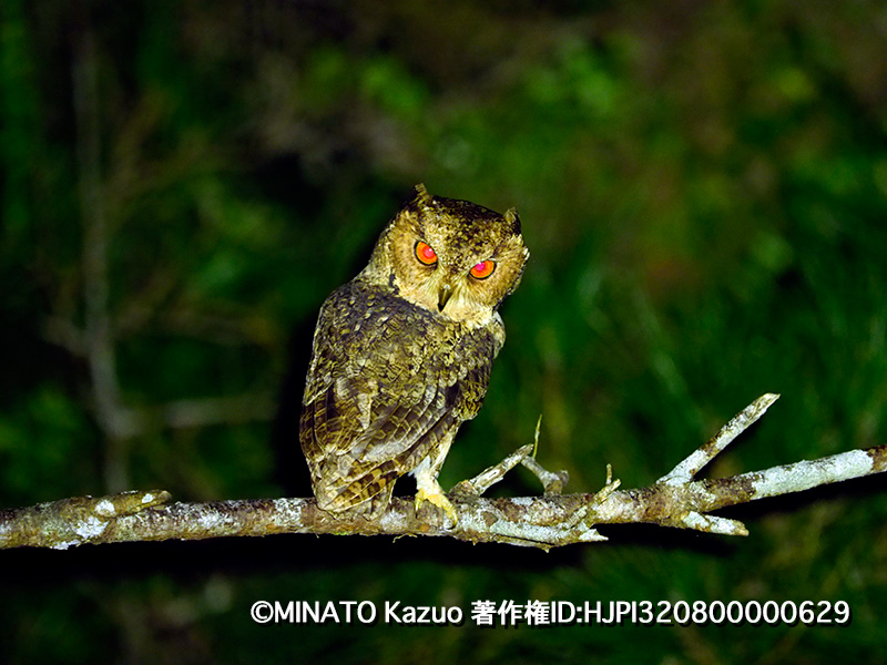 リュウキュウオオコノハズク