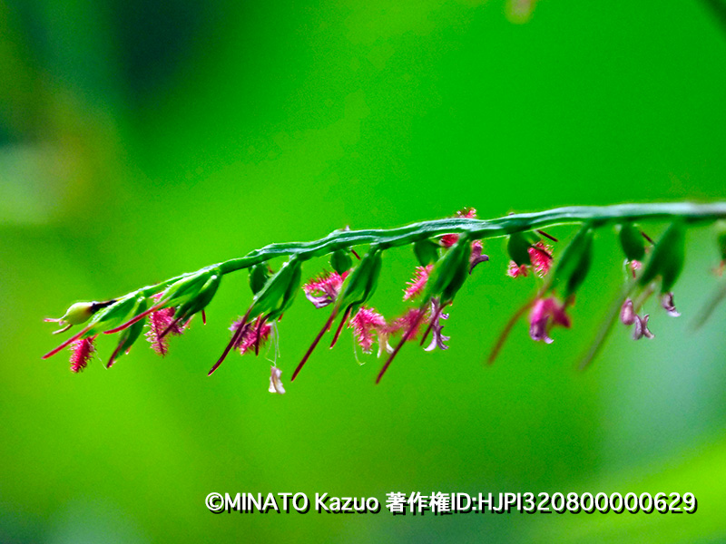 エダウチチヂミザサ