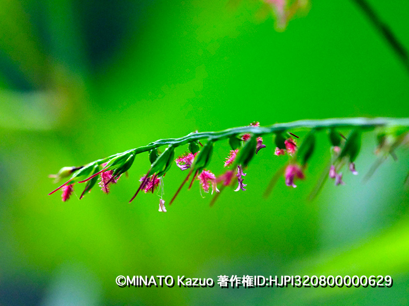 エダウチチヂミザサ