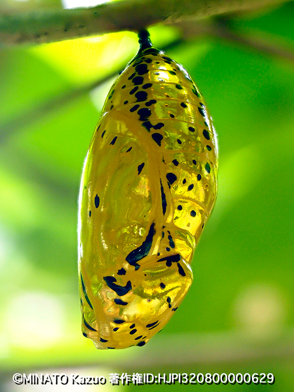 オオゴマダラ蛹