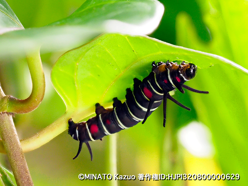 オオゴマダラ幼虫
