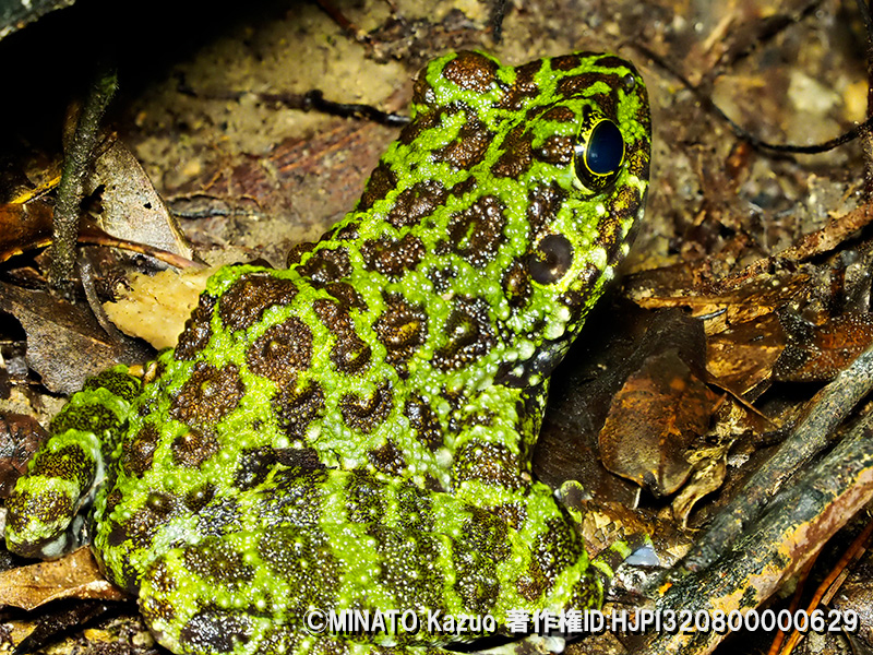 オキナワイシカワガエル