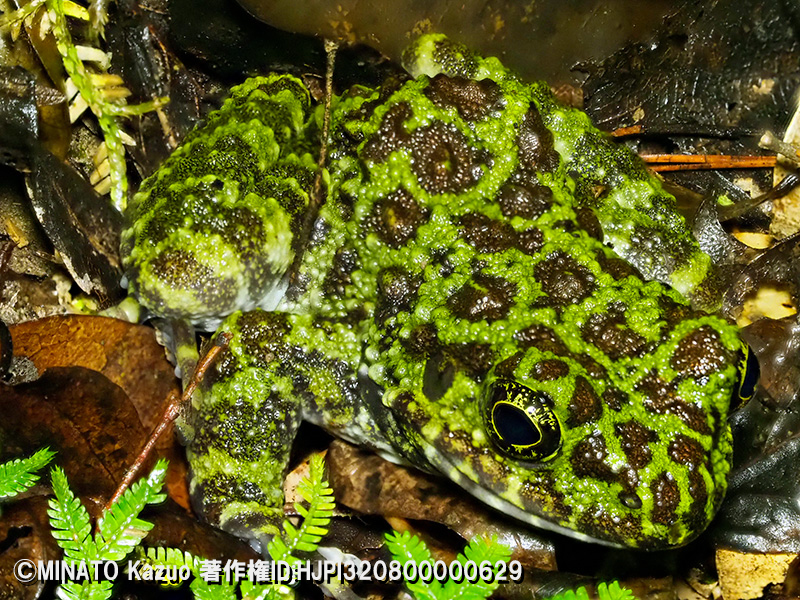 オキナワイシカワガエル